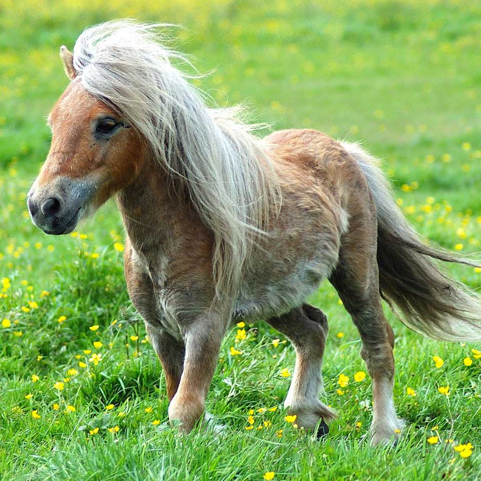 PONY AGILITY