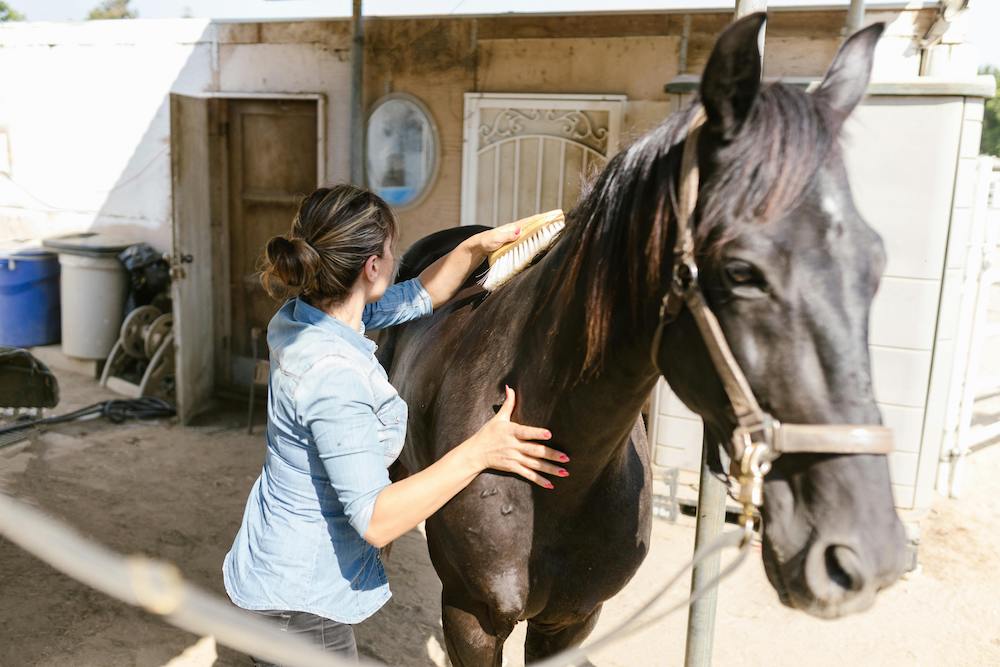 donna che spazzola un cavallo e pratica la pet therapy