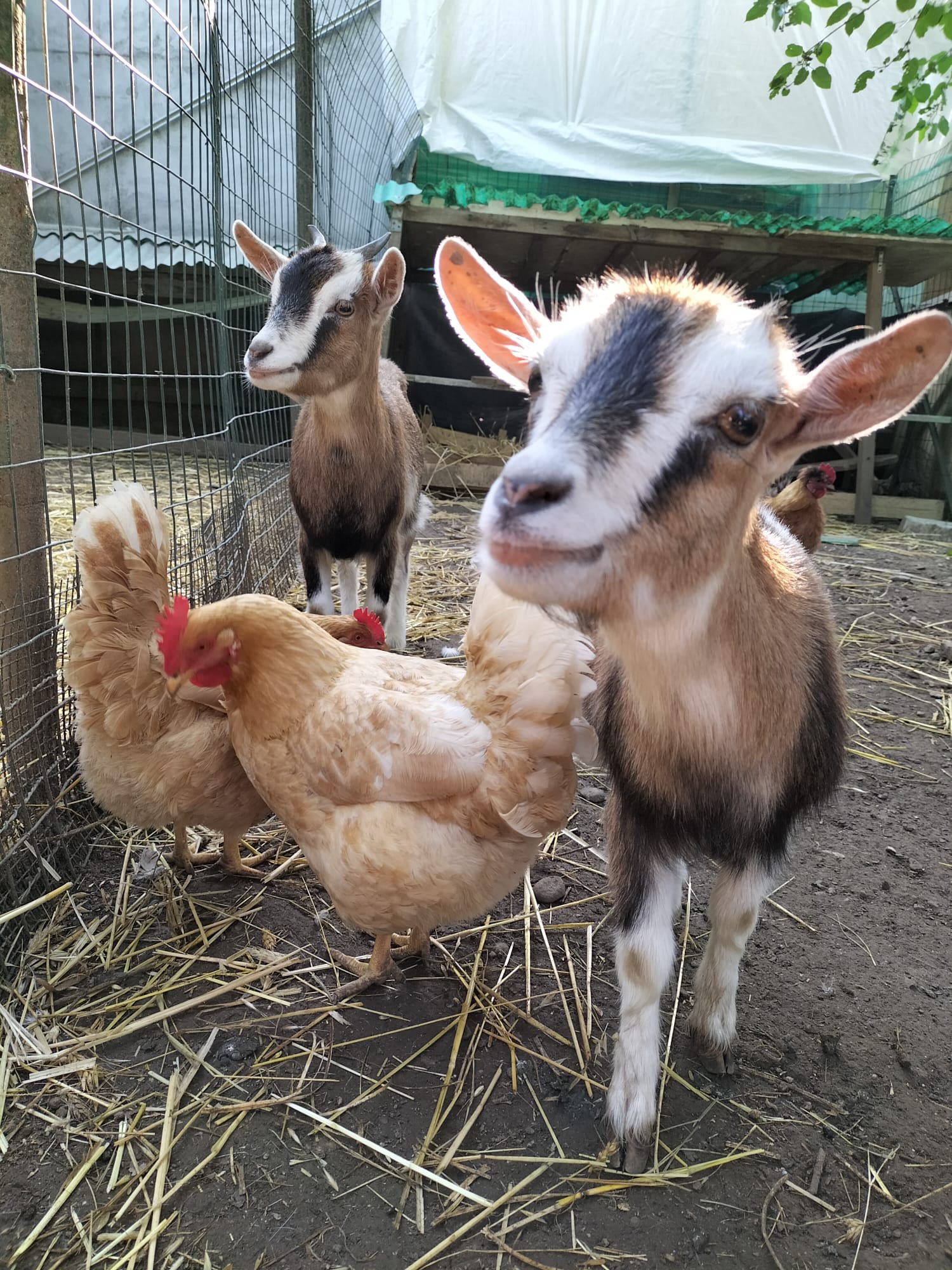 Caprette e galline nell'area all'aperto del centro equestre Ehwaz