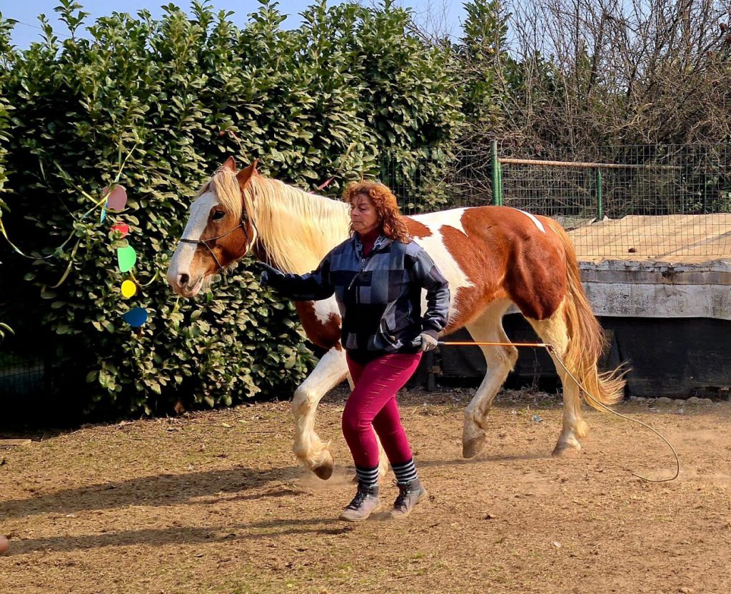 Daniela istruttrice di equitazione Horsemanship che conduce a mano cavallo pezzato