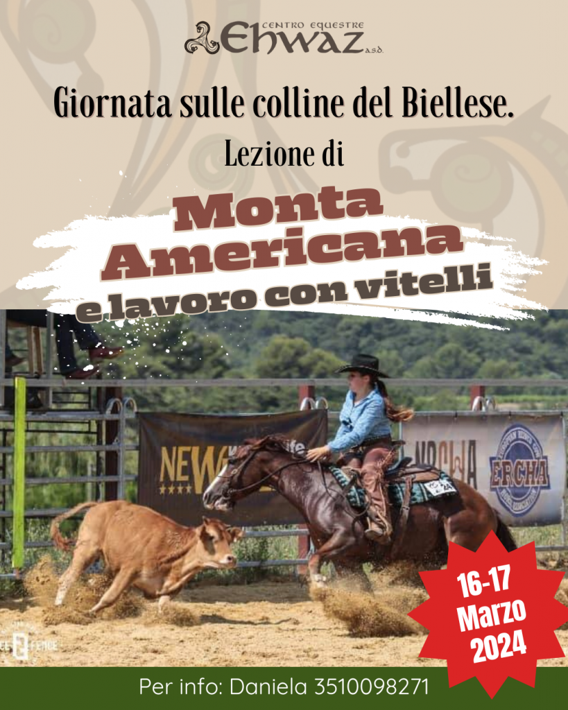 Donna che cavalca cavallo in Monta Americana e lavoro con Vitelli sulle colline del Biellese